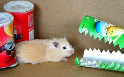 Hamster Obstacle Course
