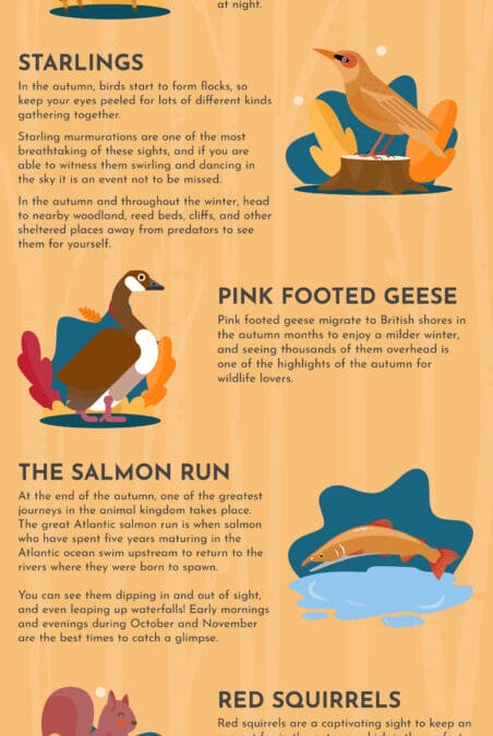 Autumn Wildlife Guide