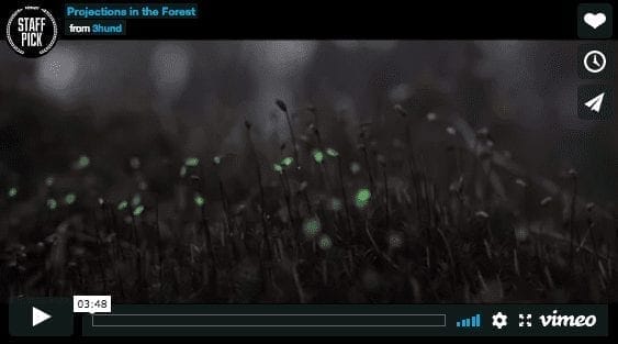 Enchanted Bioluminescent Forest