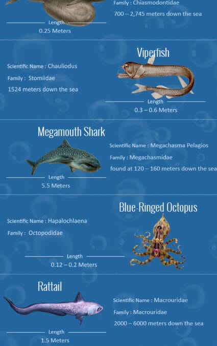 Bizarre Deep-Sea Creatures