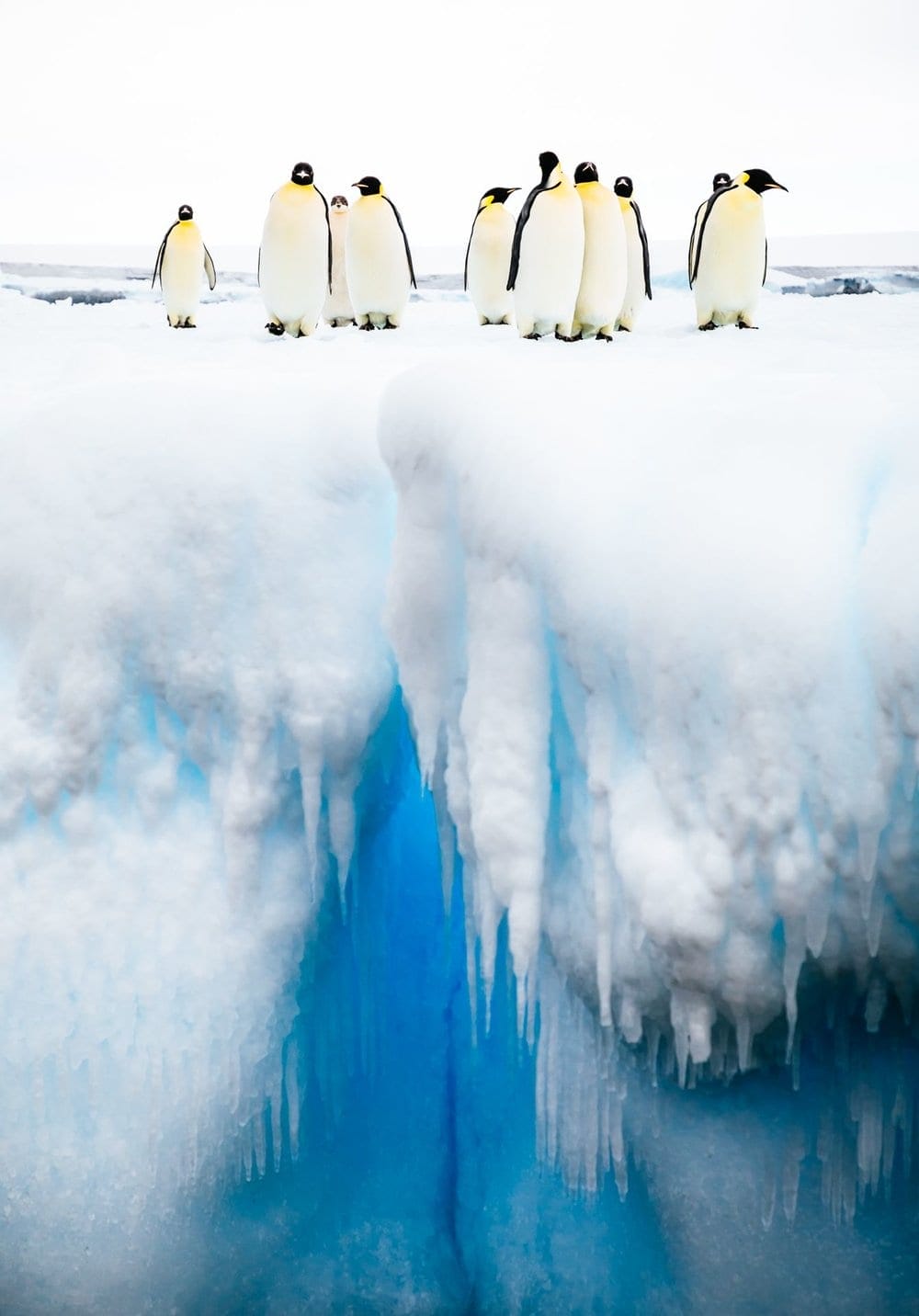   PHOTO CREDIT:  Andrew Peacock LOCATION: Ross Sea (Antarctica) 