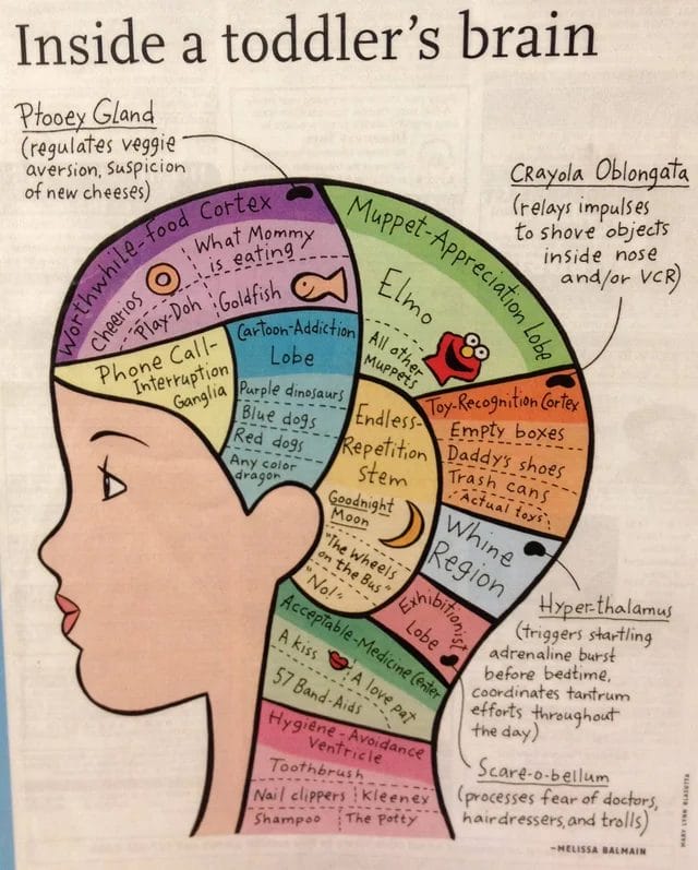 A line drawing of a child's head filled with areas marked off in different colors highlighting how a child thinks.