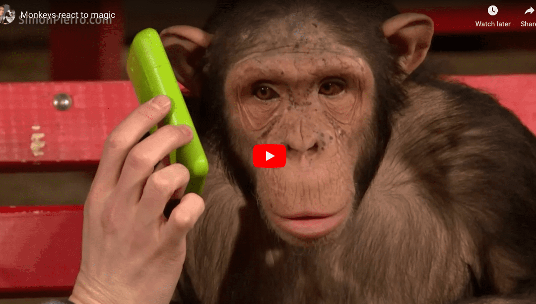 Monkey Reacts To Magic Tricks
