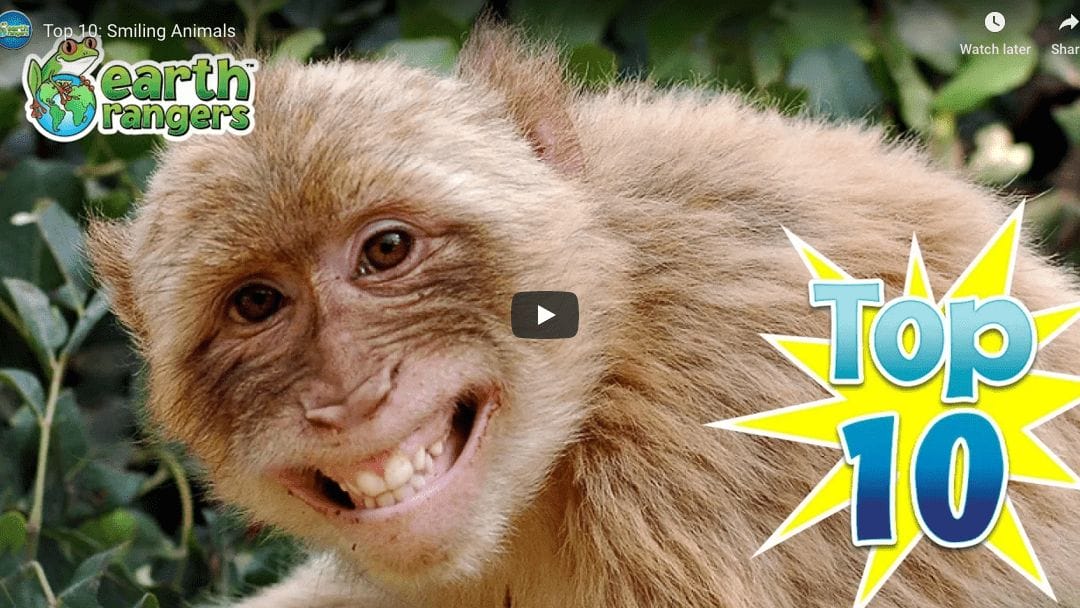 Smiling Animals Captured On Camera