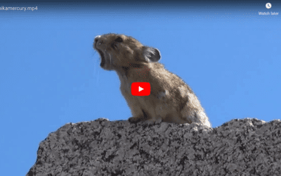 Wild Pika Sings Like Freddy Mercury