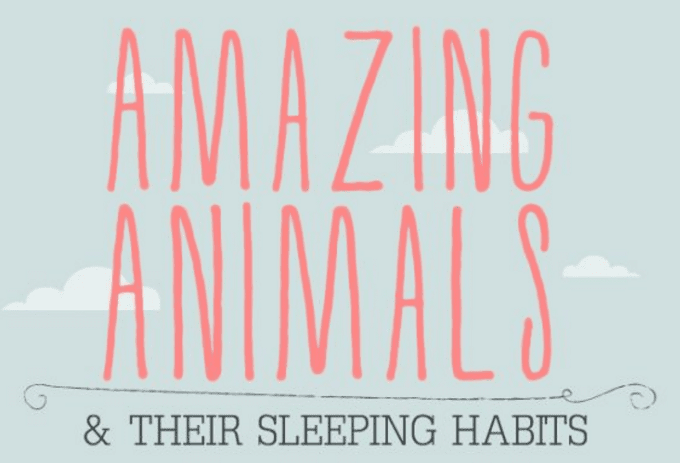 Animals Sleep Habits