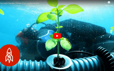 The Future: Underwater Farms