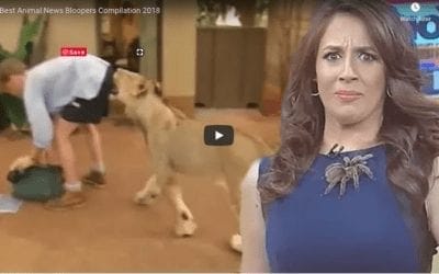 Best Animal News Bloopers Of 2018