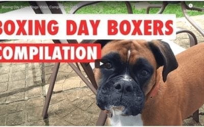 Boxing Day Boxers