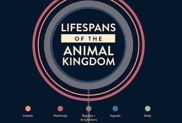 Lifespans Of The Animal Kingdom