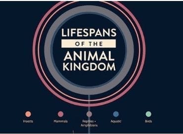 Lifespans Of The Animal Kingdom