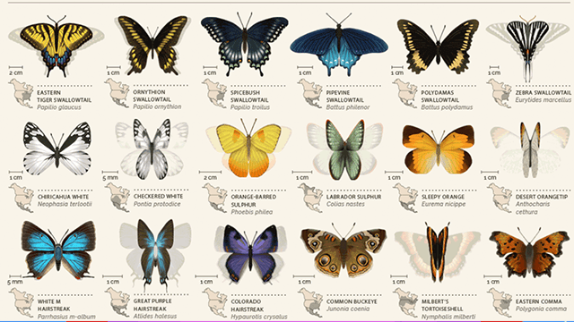 Animated Butterfly Chart