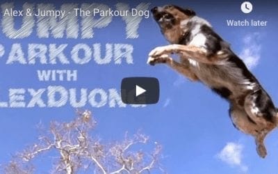 Jumpy The Parkour Dog