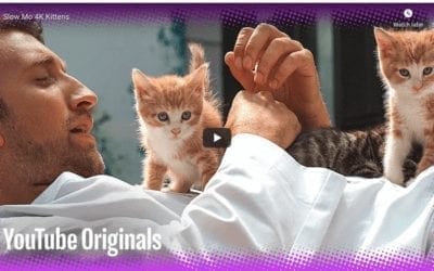 Adorable Kittens in Slow Motion
