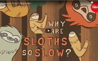 Why Are Sloths So Slow?