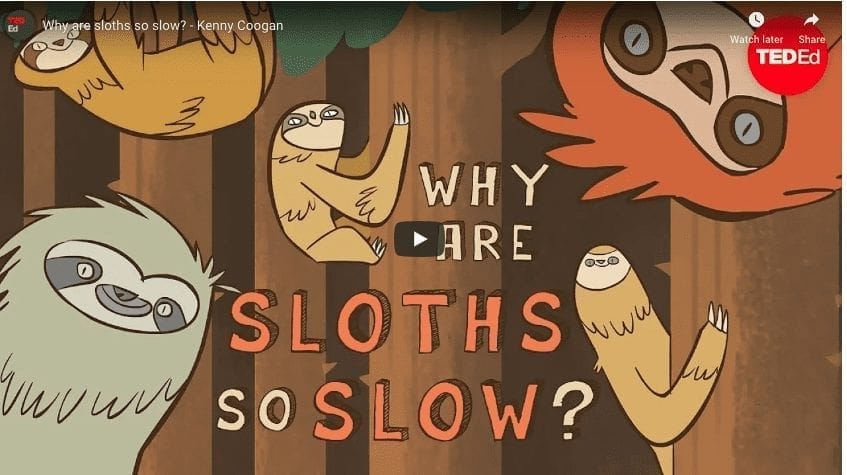Why Are Sloths So Slow?