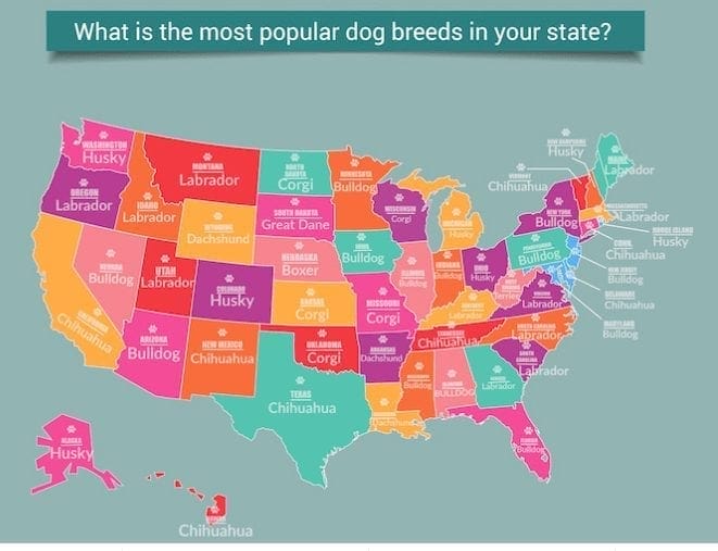 Most Popular Dog Breeds By State