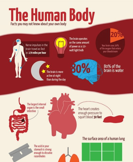 Fun Facts: Human Body
