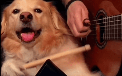 Dog Plays Percussion