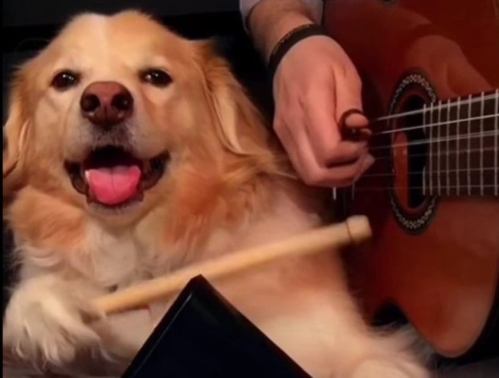 Dog Plays Percussion