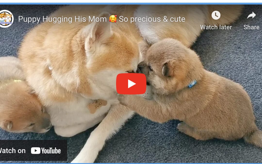Sweet Mama Dog & Puppies