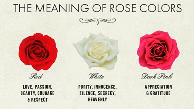 The Meaning of Rose Colors