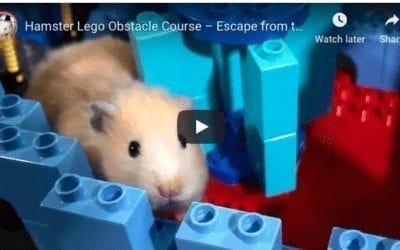 Hamster Lego Obstacle Course