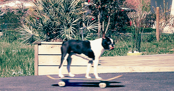 Cool Skateboarding Dog