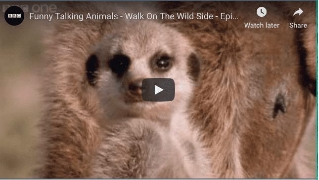 Talking Animals: Everyday Thoughts