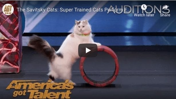 Super Cats On America’s Got Talent