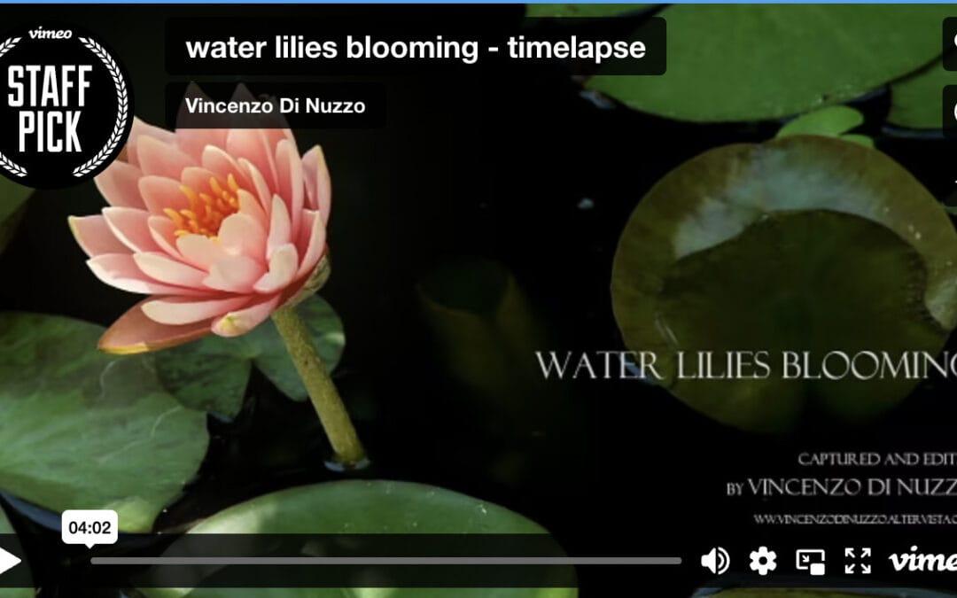 Water Lilies Time-Lapse