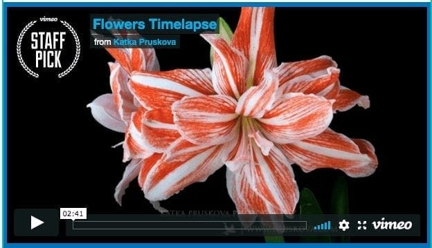 Flowers Blooming Time-Lapse Video