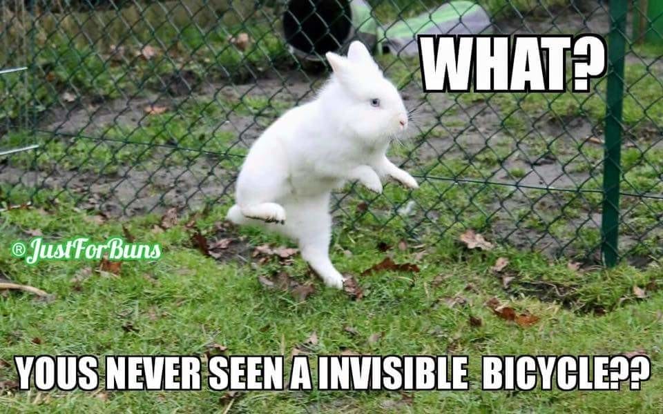 Funny Bunny Memes