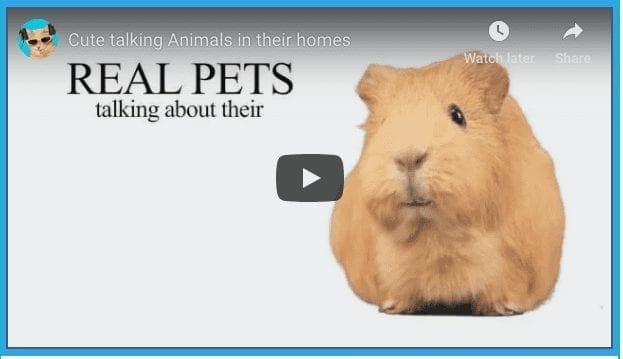 Animals Talking About Their Homes