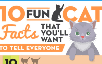 10 Fun Cat Facts