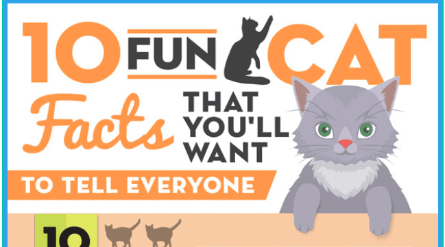 10 Fun Cat Facts • Enchanted Little World