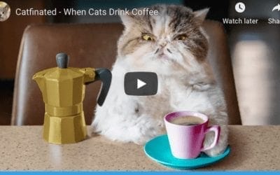 When Cats Drink Coffee