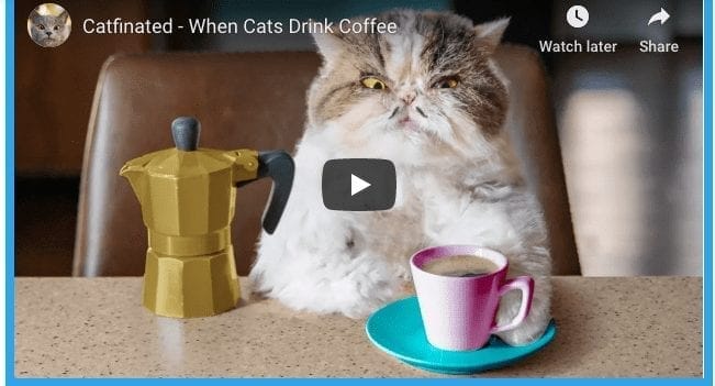 When Cats Drink Coffee