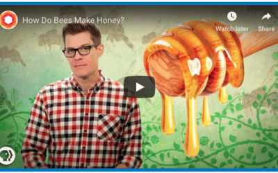 How Bees Make Honey