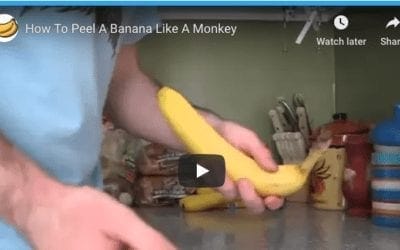 How Monkeys Peel Bananas