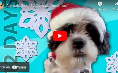 Animals Sing Christmas Song