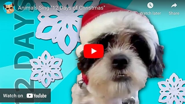 Animals Sing Christmas Song