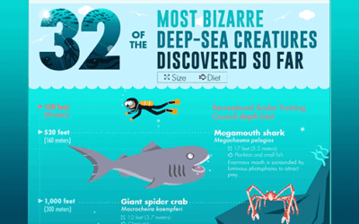 32 Strange Sea Creatures