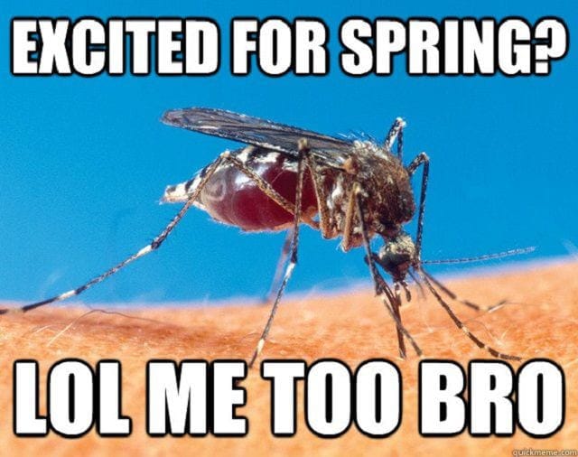 funny spring meme