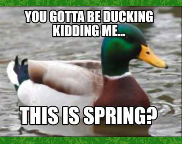 funny spring meme