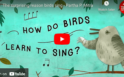 How Do Birds Learn To Sing?