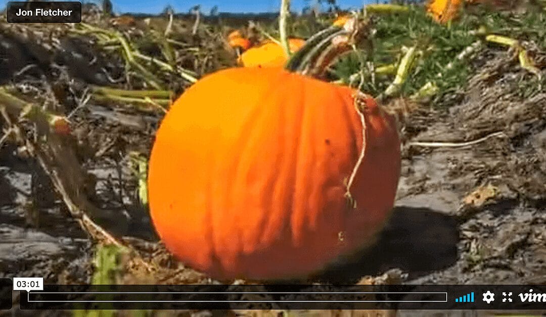 Time Lapse Of A Pumpkin!