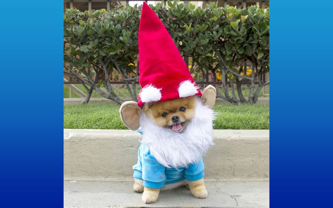 Funny Dogs In Costume