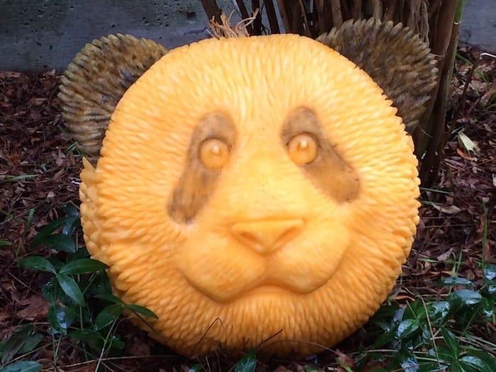 Panda bear head pumpkin sculpture