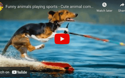 Animals Playing Sports